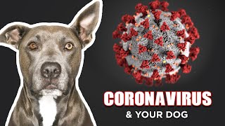 Coronavirus & Your Dog: The Most Popular Questions Answered