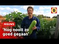 Boer Henk teelt bijzondere groenten | Omroep Brabant