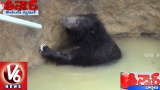 Bear Rescued from abandoned well | Ullampally Village | Teenmaar News | V6News