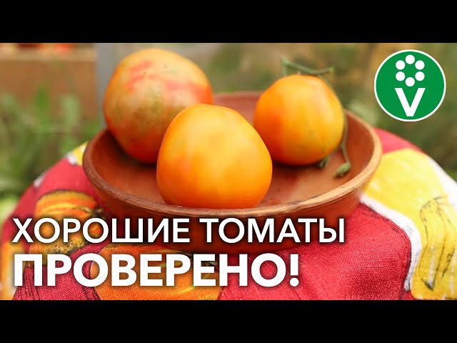 ПРОВЕРЕННЫЕ СОРТА ТОМАТОВ: обзор. Причины НЕРАВНОМЕРНОЙ ОКРАСКИ плодов и какой подкормкой исправить