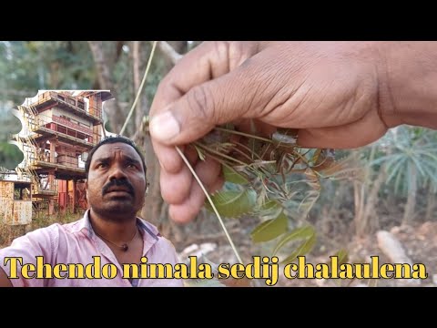 Tehendo nimala sedij chalaulena #SKANimdi