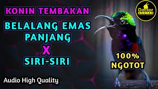 Download lagu KOLIBRI NINJA GACOR FULL ISIAN TEMBAKAN BELALANG EMAS PANJANG VS SIRI SIRI COCOK BUAT MASTERAN KONIN mp3