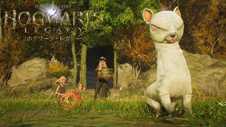 【ホグワーツレガシー】魔法生物捕りまくり！【Twitchアーカイブ】