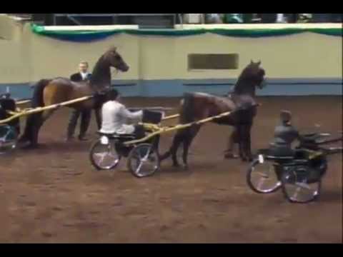 Morgan Horse Grand National 2012 Class 215 WC Pleasure Driving Amateur