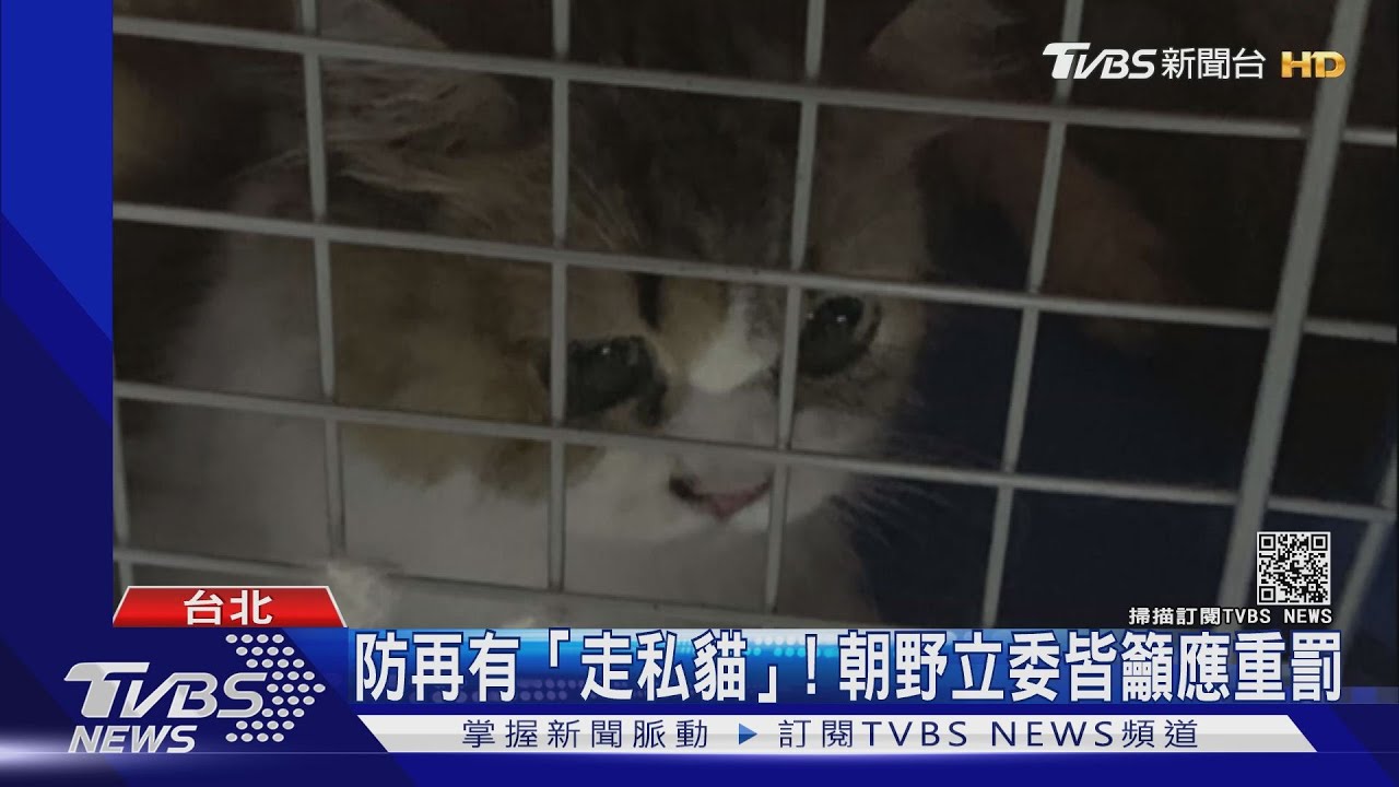 刀下留貓！朝野籲「加重走私罰則」　立委建議：可比照英國收容後送養