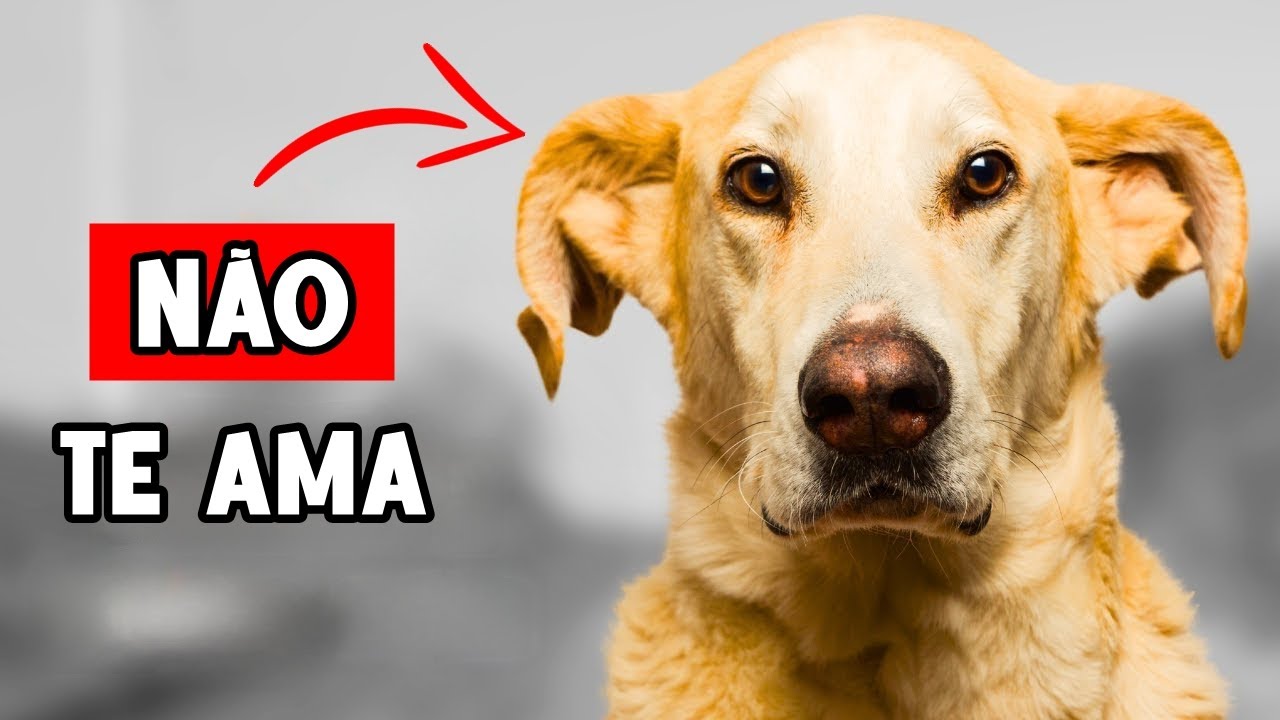 51 12 Signs Your Dog Doesn't Like You