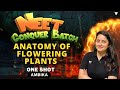 Anatomy Of Flowering Plants One Shot Ambika Sharma