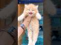 Kitten Meowing To Attract Cats Cat Sound Cat Voice Cat Videos Persian Cat Cats Kitten
