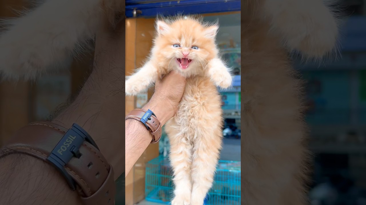 Kitten meowing to attract cats 😻 / Cat sound | Cat Voice | Cat videos | Persian cat | Cats | Kitten