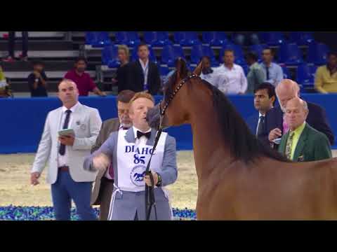 85 AL ARYAM HAMRA Dubai 2018