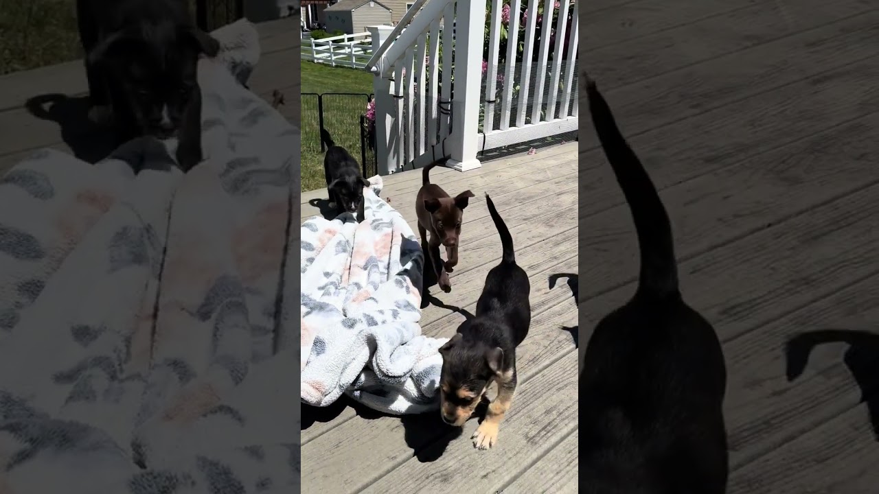 Enlarge Cove, an adopted mixed breed in Millsboro, DE video 2/6