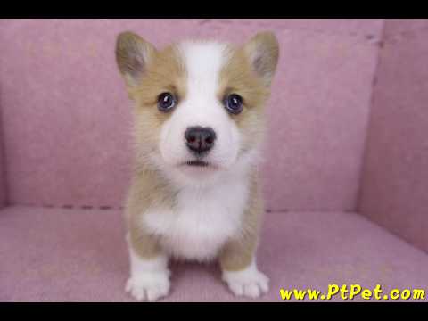 11/30雙色柯基犬公幼犬4號