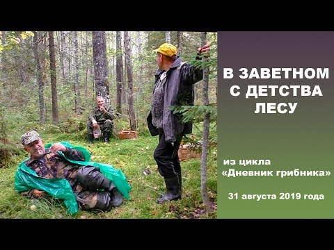 В заветном с детства лесу. Дневник грибника 31 августа 2019 года!