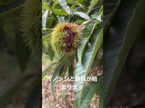 ウサギのアイコン