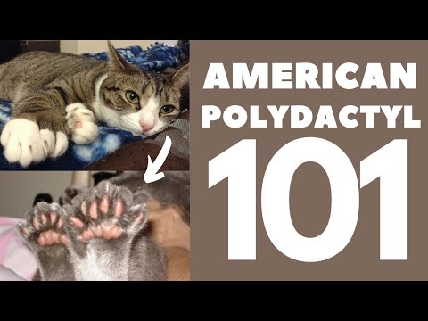 American Polydactyl Cat 101 : Breed & Personality