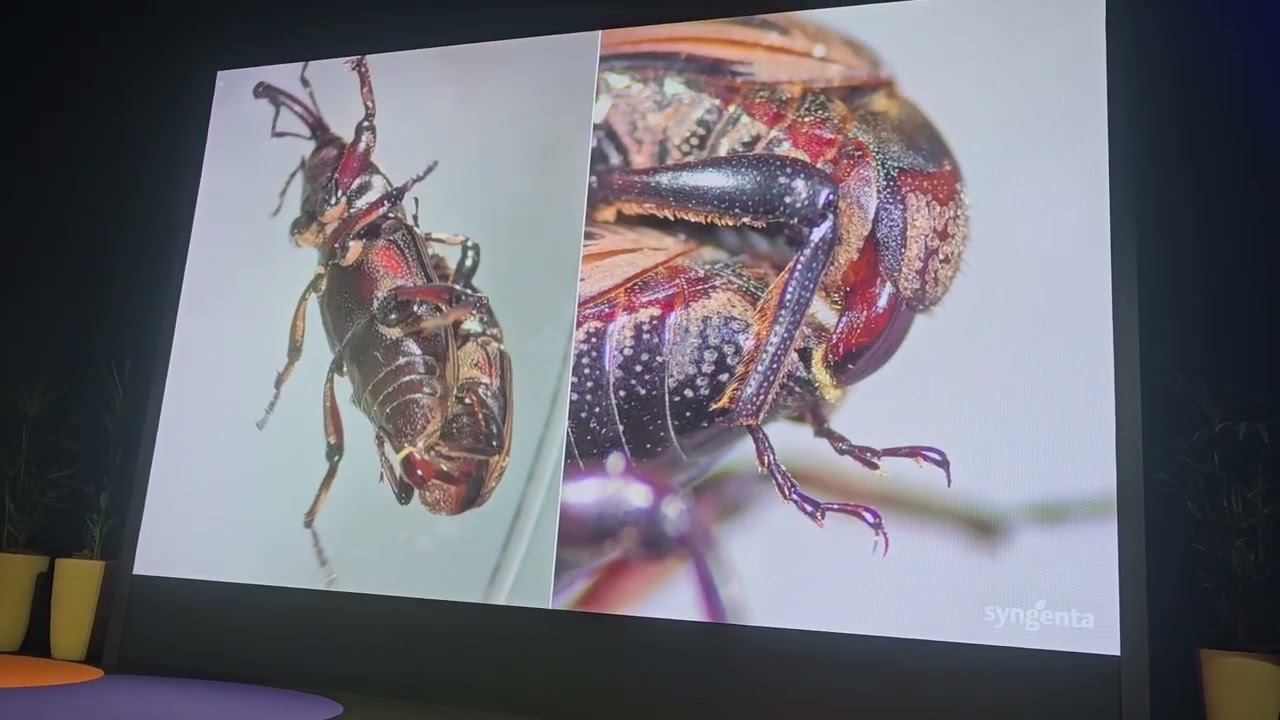 Ciclo biológico do Sphenophorus levis indica o melhor momento para o controle