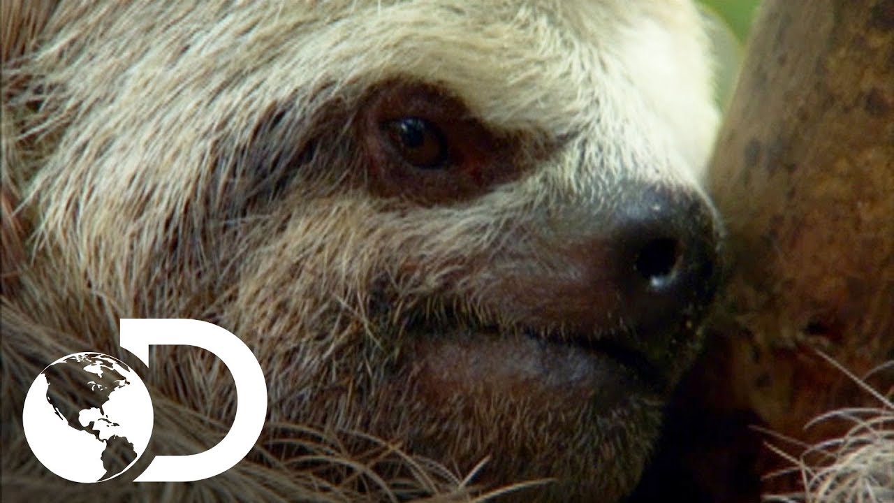 O segredo da sobrevivência da preguiça na Amazônia | América Latina Selvagem | Discovery Brasil