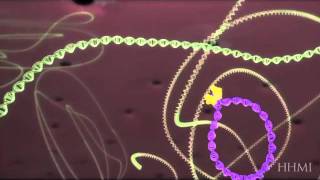 HIV life cycle:  How HIV infects a cell and replicates itself using reverse transcriptase