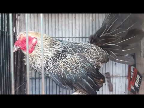 Tips  sa Price ng Mga Bantam Chicken ko!