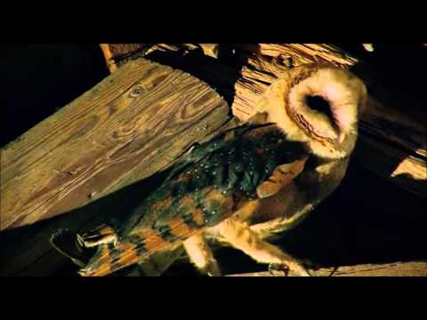 Der Flug der Eule (Schulfilm-Vorschau)