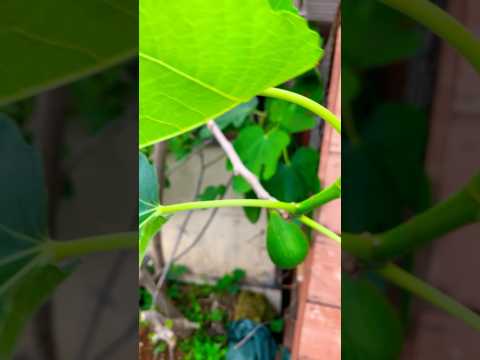 果樹園：一緒に植えてはいけない果樹10本！  庭園