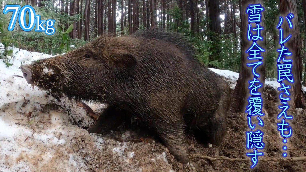 #156 【雪が降ると猪が獲れる説】また罠バレ😫！→ 降雪❄ →猪捕獲🤩！ - A boar was caught in a trap hidden by snow！