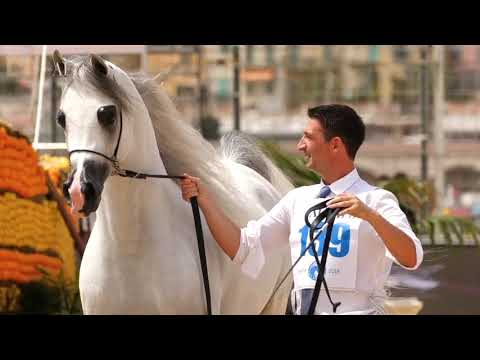 Arabian Horse Magazine -ES Harir
