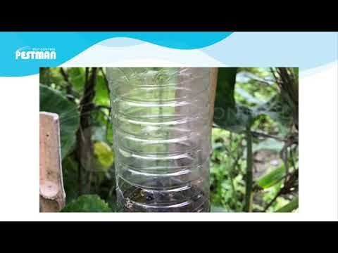 Pestman fruit fly attractant