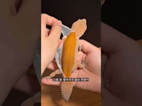 도마뱀이 탈피할 때