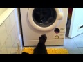 Cat Vs Washing Machine