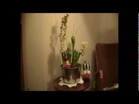 Julblommor i Timelapse Hyacinter & Amaryllis