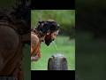 Shiva Shiva Shankaraa Song Kannappa Telugu Vishnu Manchu Mohan Babu Kannappa Trending