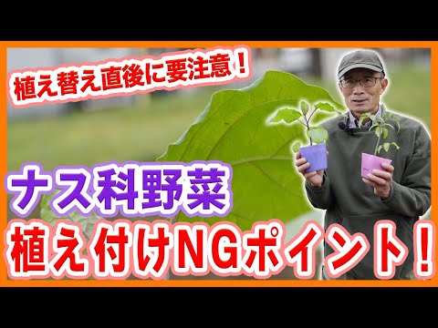 ほろ苦いナス、Solanum dulcamara