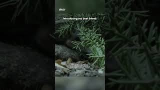 Introducing my best friend #funny #funnymemes #wildlife