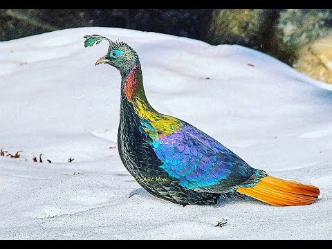 Himalayan Monal / Danphe — 4K dokumentárny záber