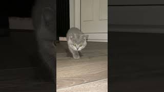 Download lagu 2 Months Vs 1 Year- Glowup or Glowdown? 🤪 #cat #britishshorthair mp3 Download lagu 2 Months Vs 1 Year- Glowup or Glowdown? 🤪 #cat #britishshorthair mp3