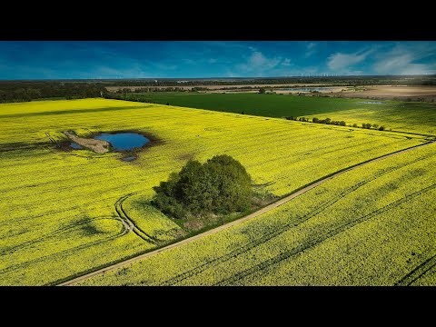 Goldene Tage in den Rapsfeldern der Lausitz - Teil 1 - Drohnenaufnahme in 4K UHD