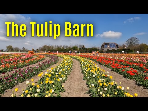 The Tulip Barn 2023 part 4