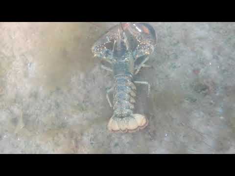 Swivel Point  Aug. 14, 2021.   0109