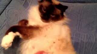 preview picture of video 'Boris Birman cat sleeping on his back kidlington Oxford'