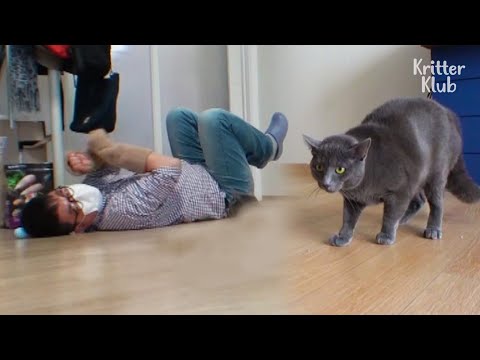 Cat's Behavior Changes 180-Degrees After This Strange Man Visits The House | Kritter Klub