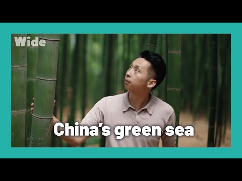 The bamboo forest of Anji | WIDE