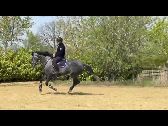 Riding and jumping movie at home Patente (Cahil).