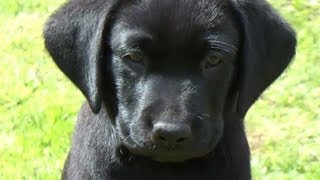 Black Lab Puppies