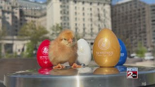 Chicks, eggs ready for White House Easter Egg Roll