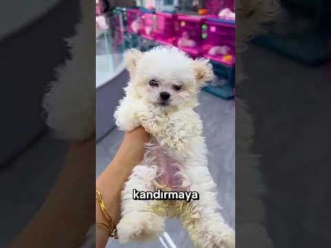 Kirli Yavruyu Yıkayınca Ortaya Bu Çıktı! 😱❤️