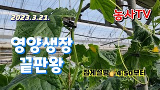 오이재배 3월 생육 위로가 필요합니다