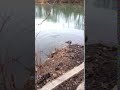 Beaver Farting