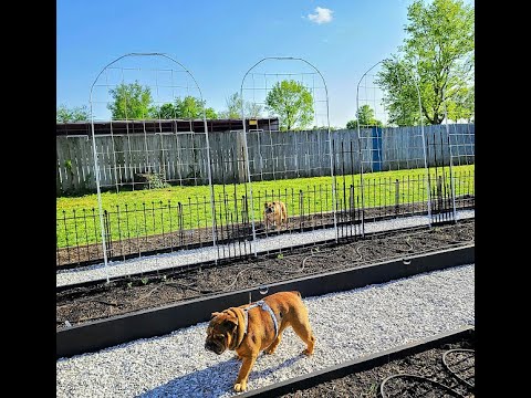 How to make an arched trellis using of rebar