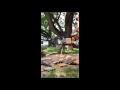 Poulan Pro 415 Stock First Cuts